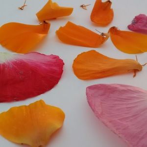 Meet your Posher, Ruby